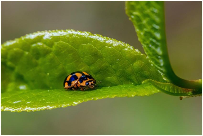 Macro photography of a vibrant ladybug on a fresh