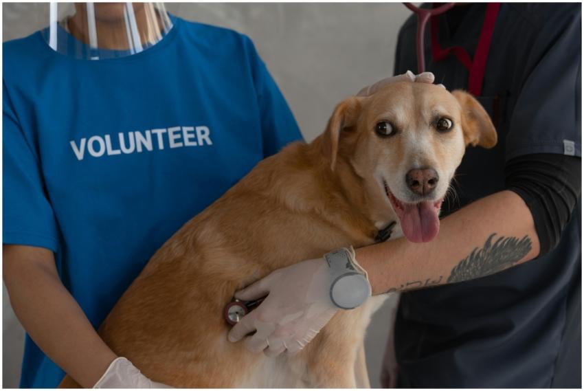 A veterinarian and volunteer examine a happy dog w
