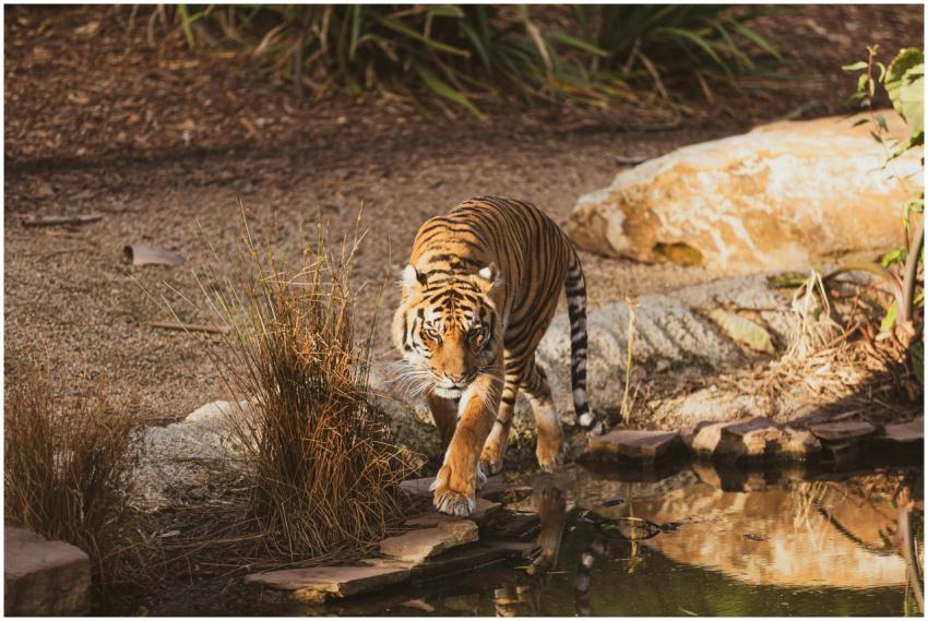 A majestic tiger walks near a water body, showcasi