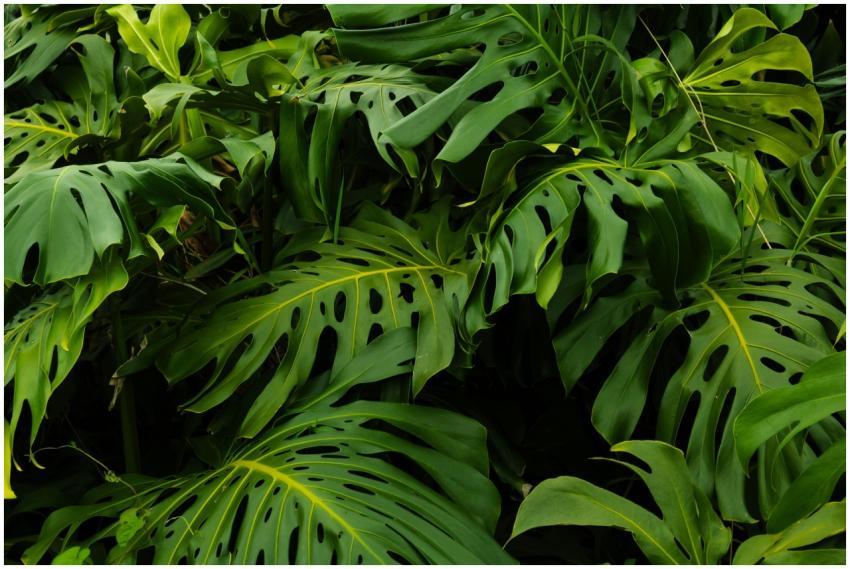Vibrant Monstera leaves in Colombian jungle, showc