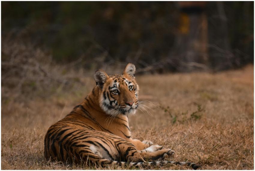 A Bengal tiger relaxes on dry grass, showcasing th