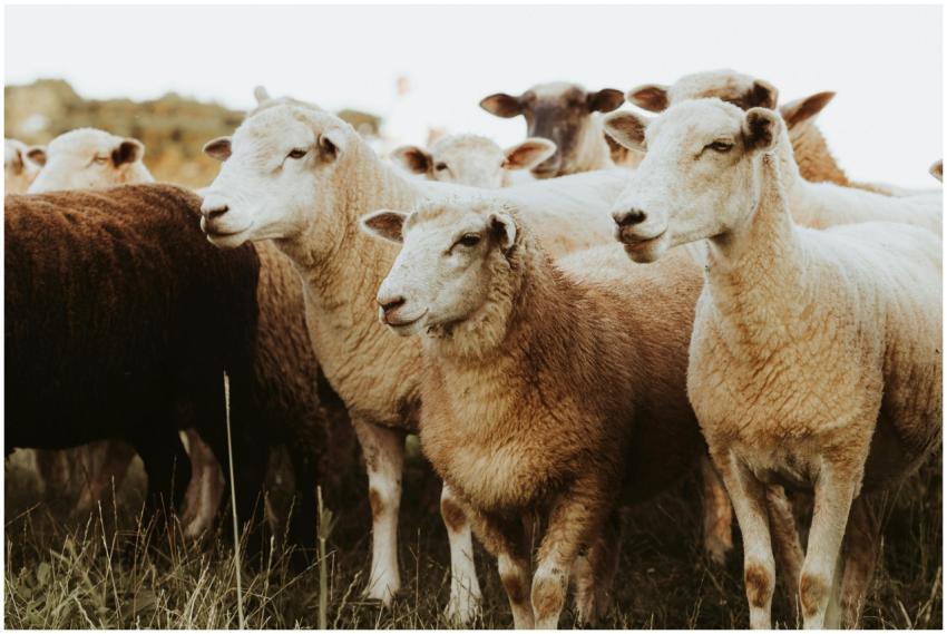 A group of sheep standing closely in a pasture, sh