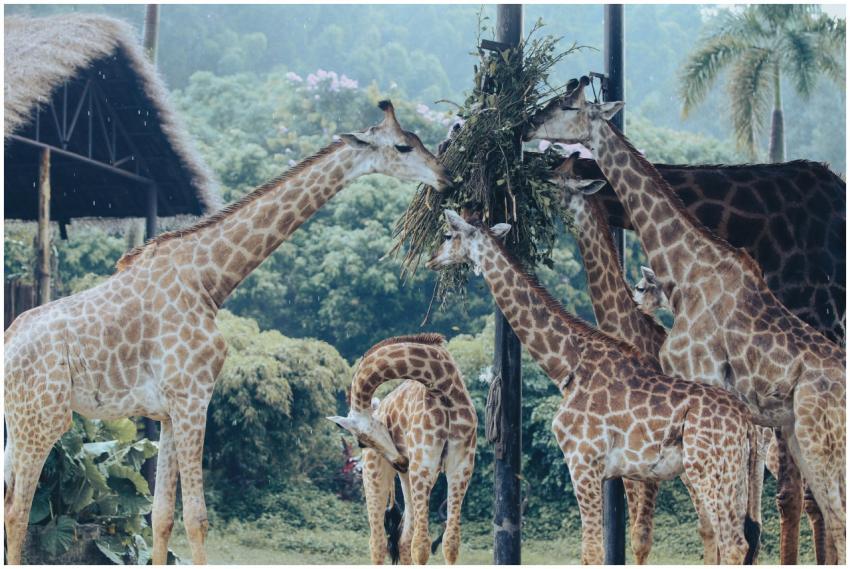 A group of giraffes feeding on vegetation in a nat