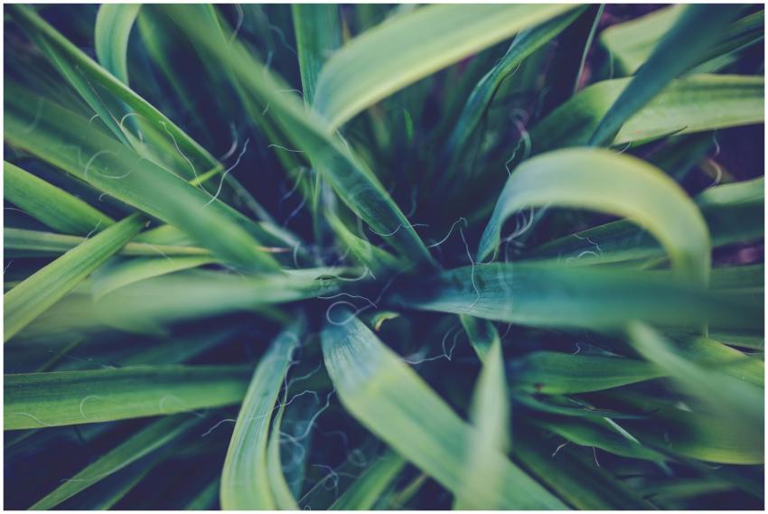 A detailed close-up of vibrant green yucca plant l