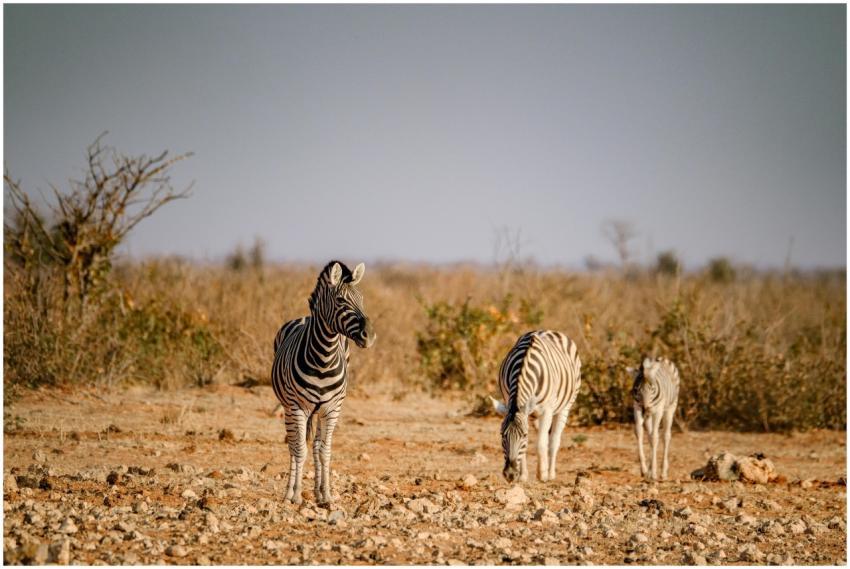 Three zebras peacefully grazing in the warm Africa