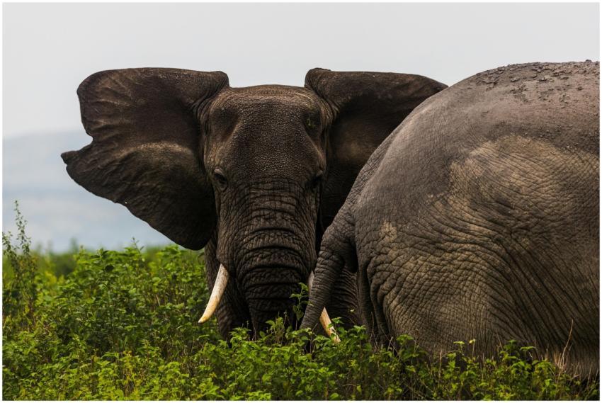 Close-up of two elephants grazing in a lush green