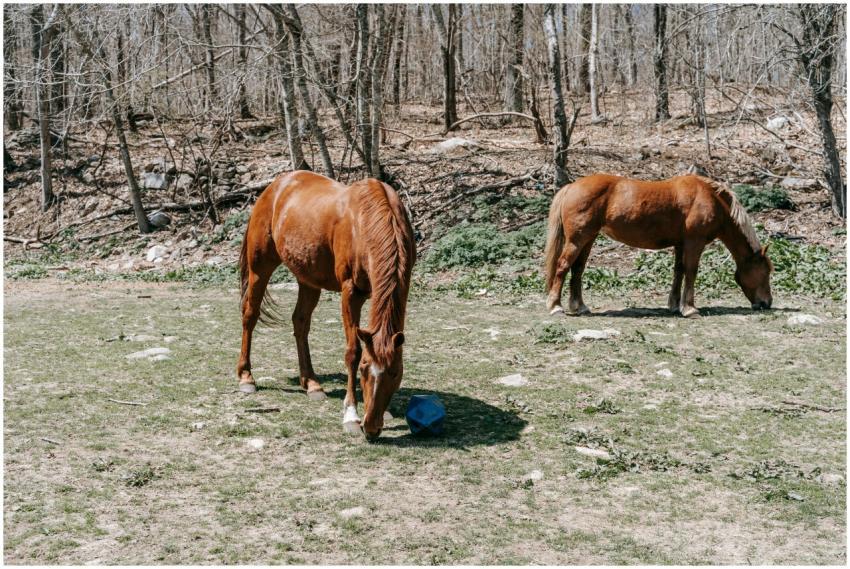 Two chestnut horses grazing in a serene forest pad