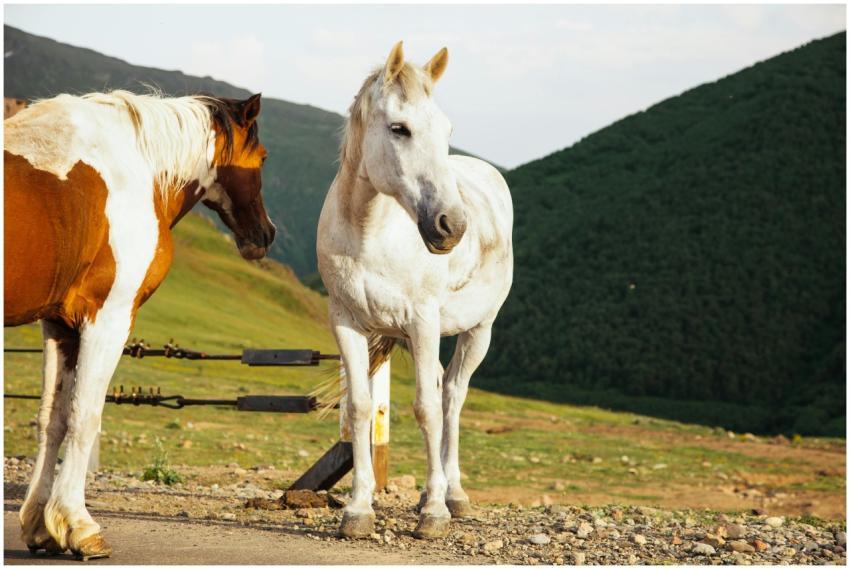 Two horses standing on a rural mountain road surro