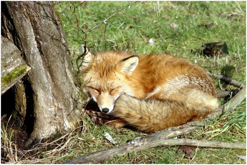 A peaceful red fox sleeping by a tree in a grassy