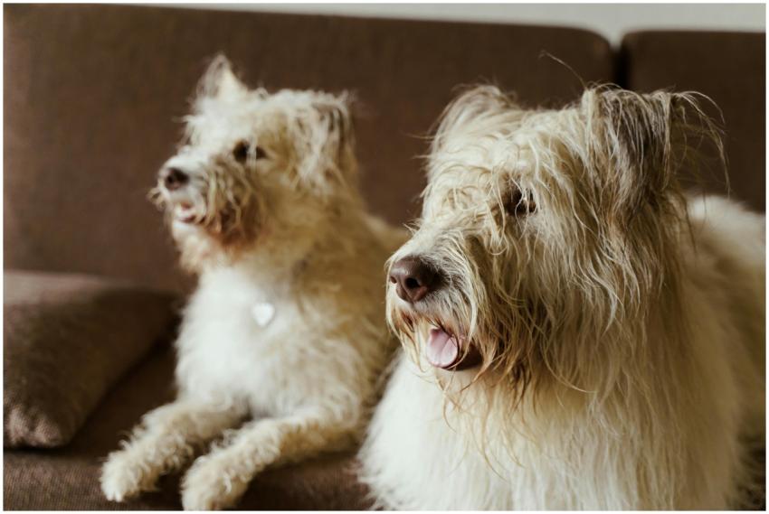 Two fluffy dogs sitting on a sofa indoors, exuding