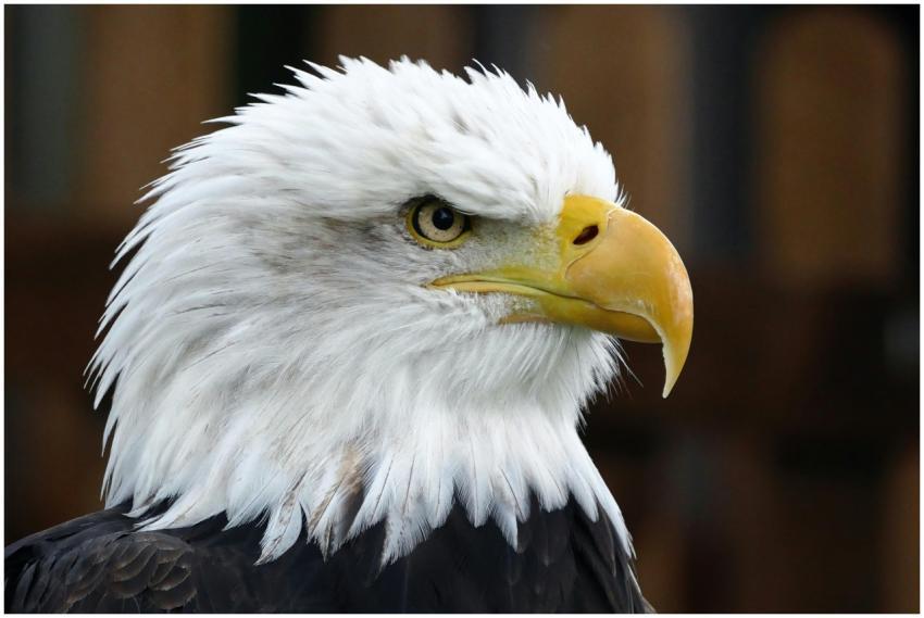 Close-up portrait of a majestic bald eagle showcas