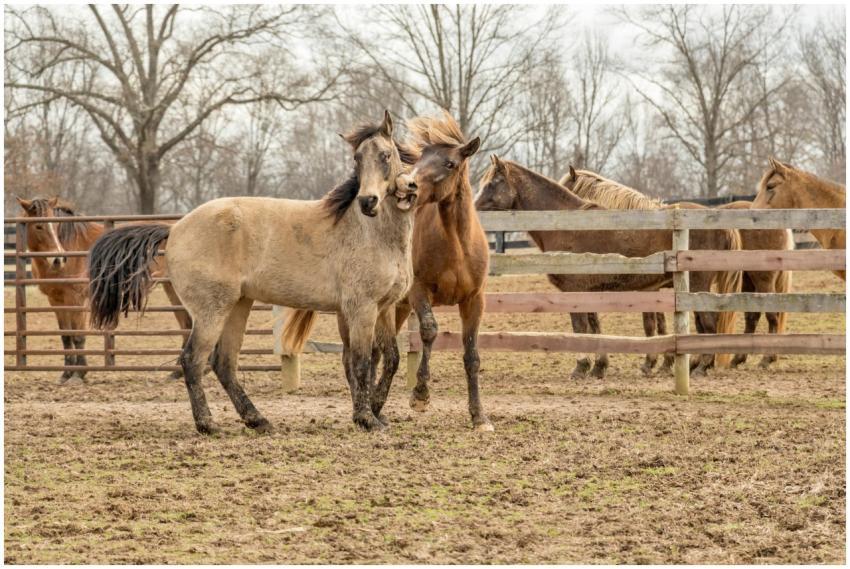 A group of horses interacting in a rural pasture w