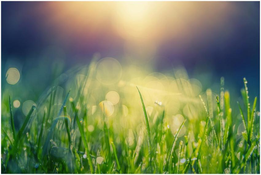 Close-up of grass with dew drops glistening in sun