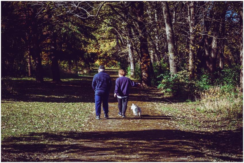 A couple walking their dog on a sunlit path in a v