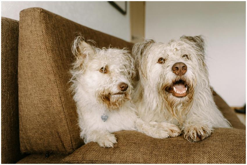 Two fluffy white dogs lounging together on a brown