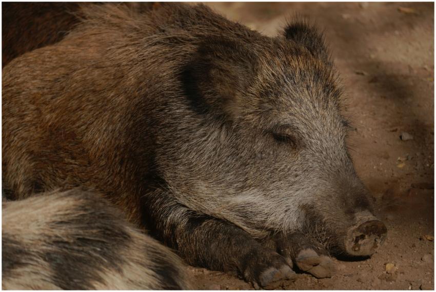 Close Up Sleeping Wild