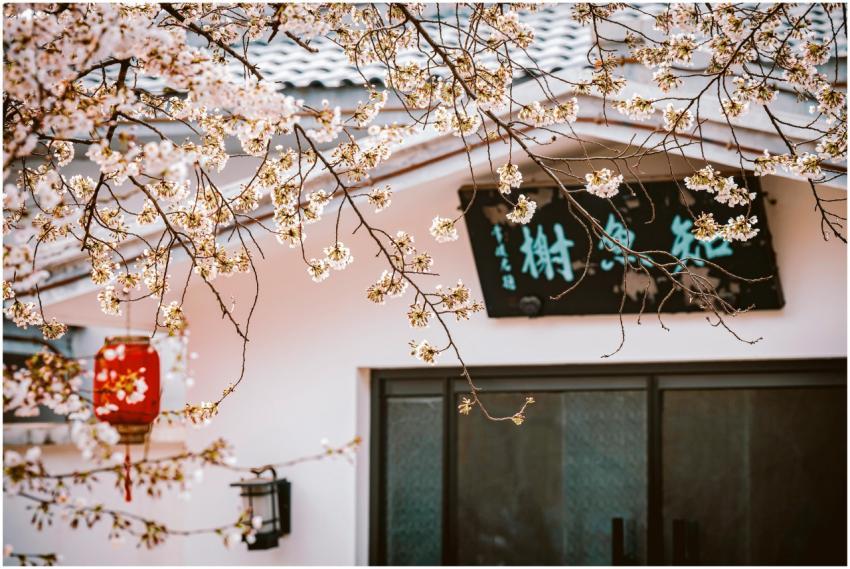 Cherry blossoms in full bloom with a red lantern b