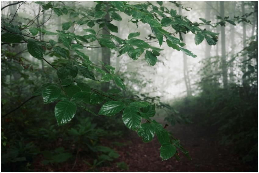 A tranquil forest path with misty ambiance and vib