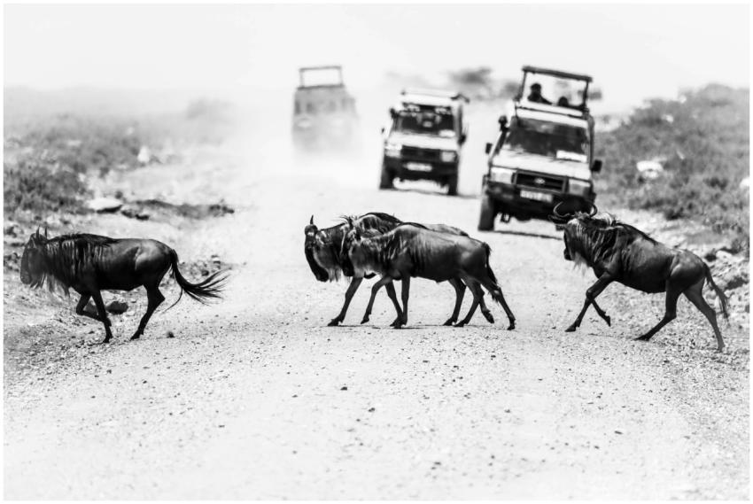 Monochrome photo of wildebeests crossing a dirt ro