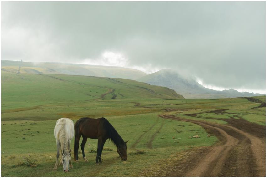 Two horses grazing on a dirt road in a scenic rura