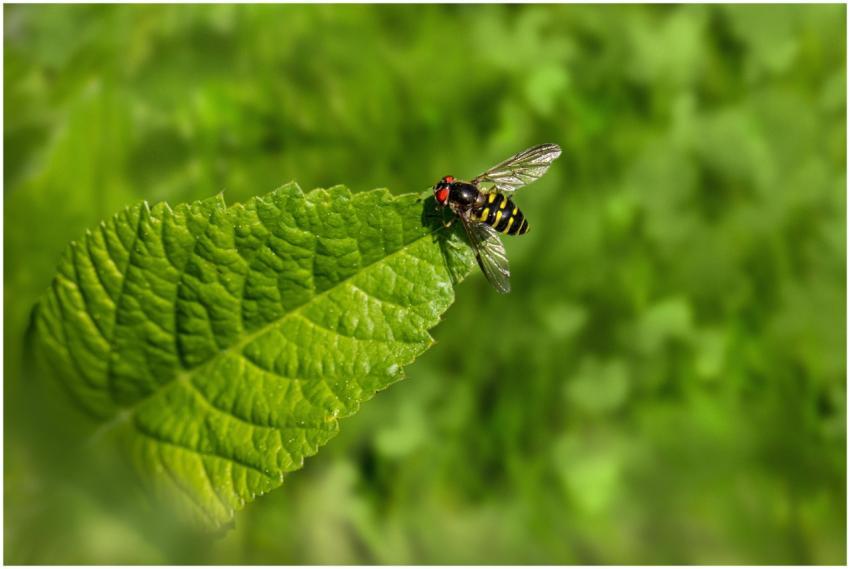 Close-up macro image of a hoverfly resting on a vi