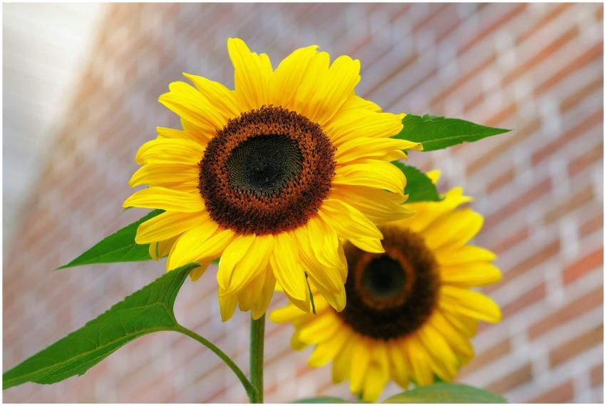 Vivid yellow sunflowers with green leaves in front