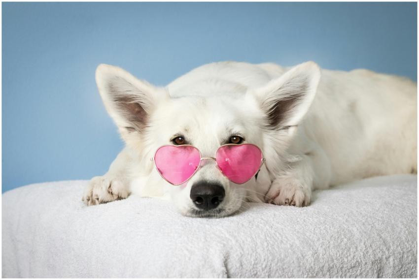 Adorable white dog wearing pink heart sunglasses o