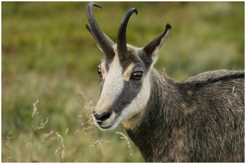 Close-up of a chamois (Rupicapra rupicapra) in a f