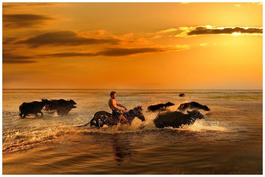 A man riding water buffalo across shallow ocean wa