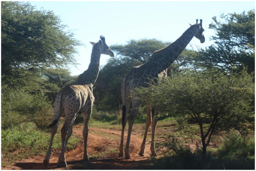 Majestic giraffes roam the savannah, surrounded by