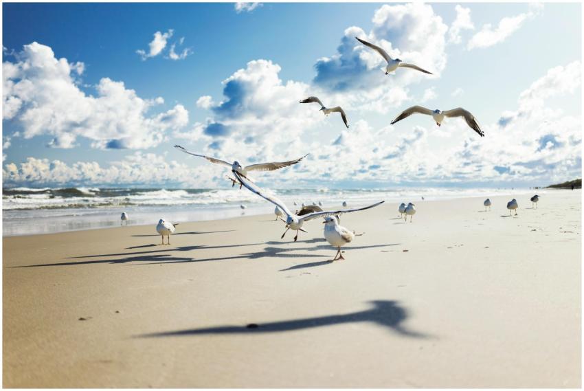 Seagulls fly and walk on a sunny beach with blue s