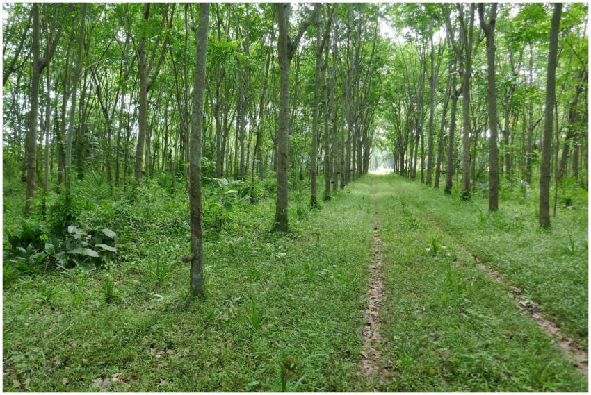 A serene forest path surrounded by tall green tree
