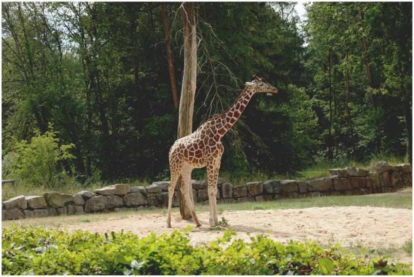 A majestic giraffe stands in a lush, forested envi