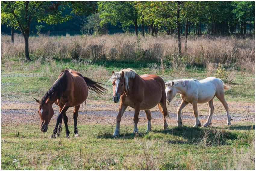 Three horses roam freely in a sunny, grassy field