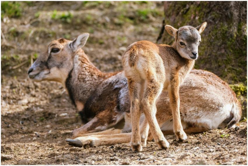A mother mouflon and her lamb resting outdoors, sh
