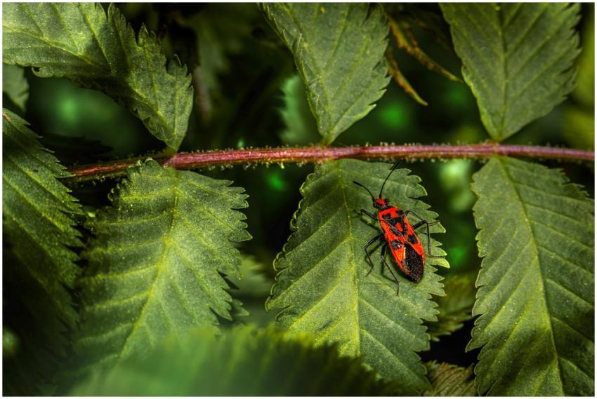 Vivid close-up of a red and black insect resting o