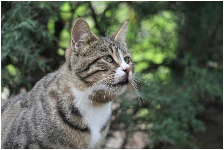 Close-up portrait of a tabby cat among green folia