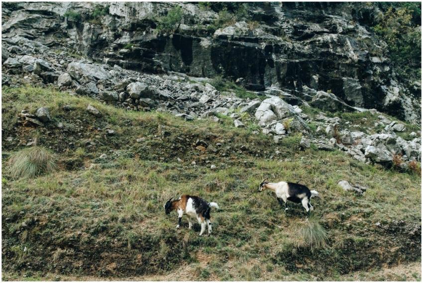 Two goats grazing on a rocky mountainside, showcas