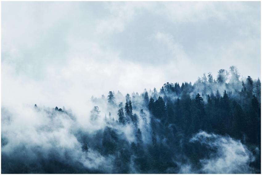 A serene view of a mist-covered forest on a mounta