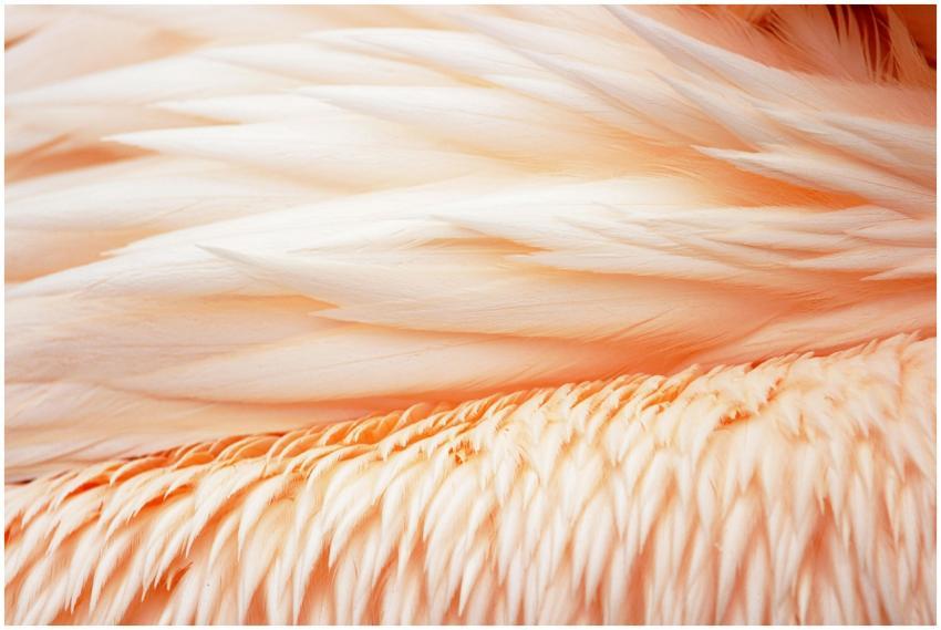 Detailed texture of soft peach-toned bird feathers