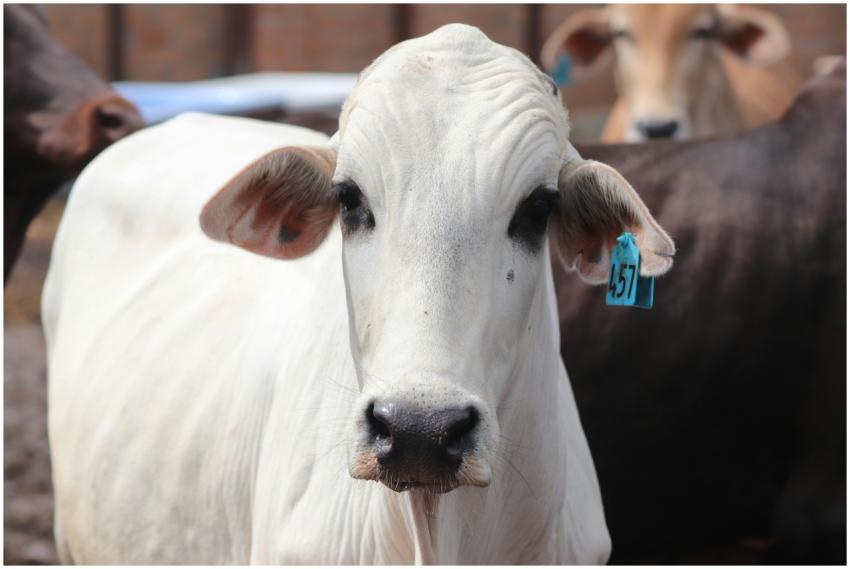A detailed close-up image of a white cow with an e
