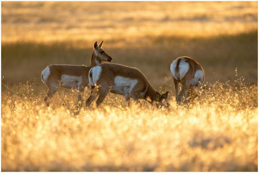 Three pronghorns graze in a sunlit meadow, capturi