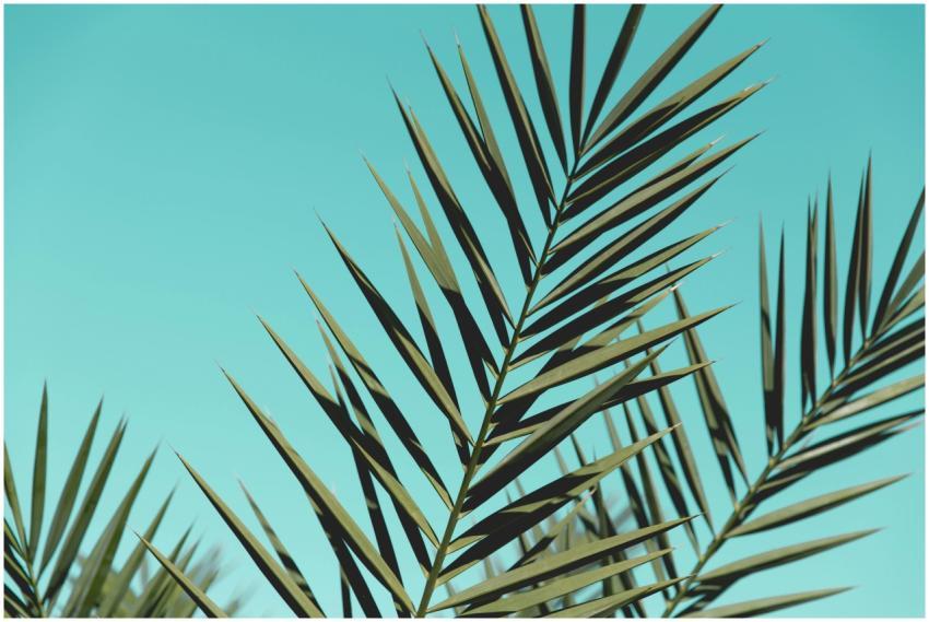 Close-up of green palm leaves with a bright blue s