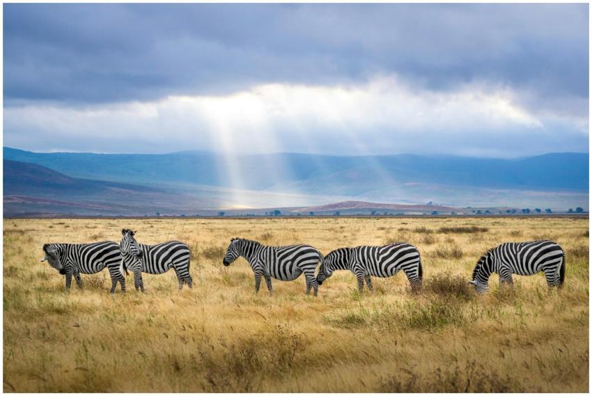 A group of zebras graze under sunrays in the Ngoro