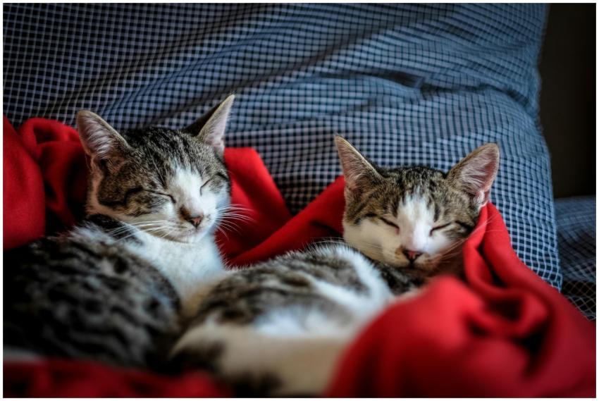 Two adorable kittens peacefully sleeping on a soft