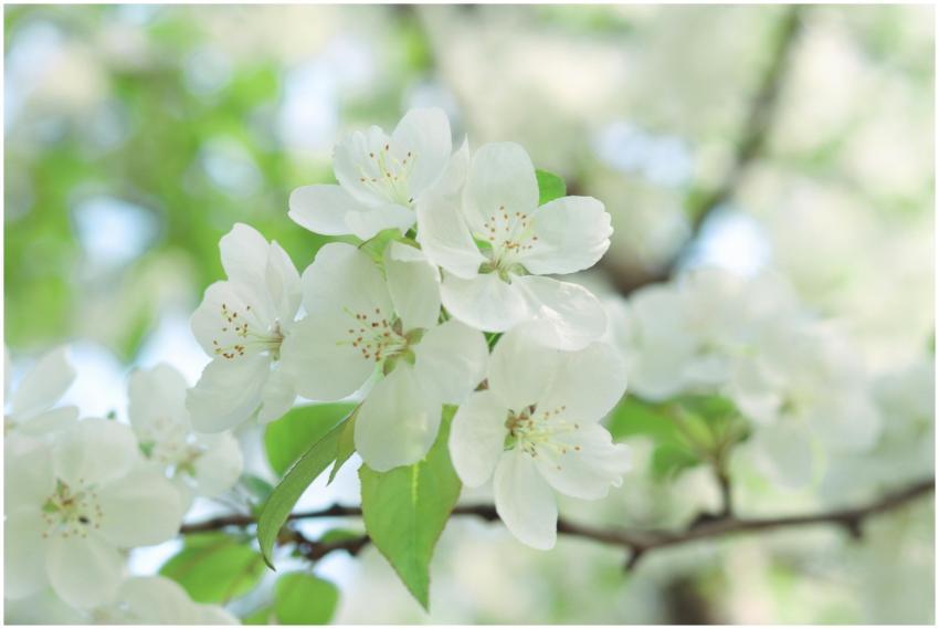 Close-up of delicate white apple blossoms in sprin