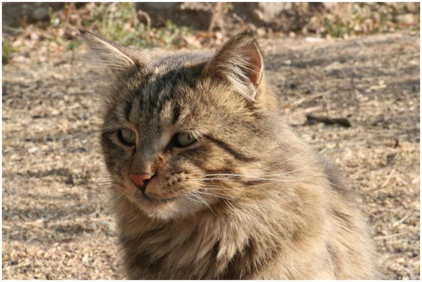 Portrait of a fluffy tabby cat basking in the sunl