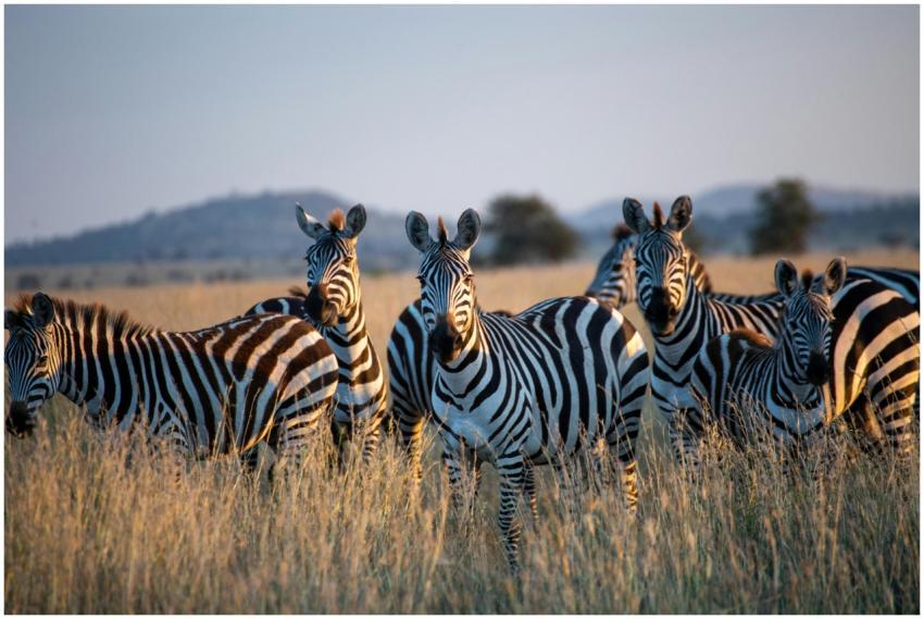 A stunning group of zebras grazes in the grassy sa