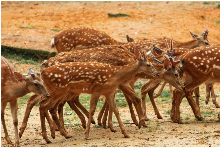 A herd of spotted deer grazing in their natural ha