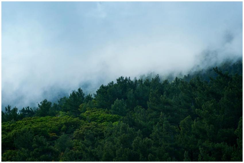 Serene forest landscape with fog enveloping lush g